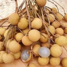 Longan Fruit Seeds for Planting | Heirloom Non-GMO Organic Seeds for Sweet, Juicy Exotic Fruits