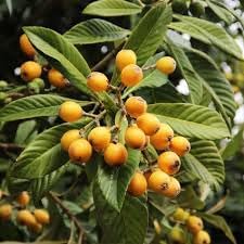 Loquat Nísperos Fruit Seeds for Planting