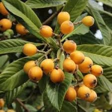 Loquat Nísperos Fruit Seeds for Planting