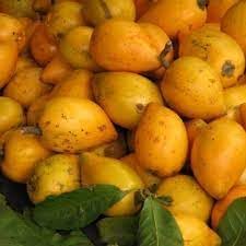 Lucuma Nervosa Fruit Seeds for Planting
