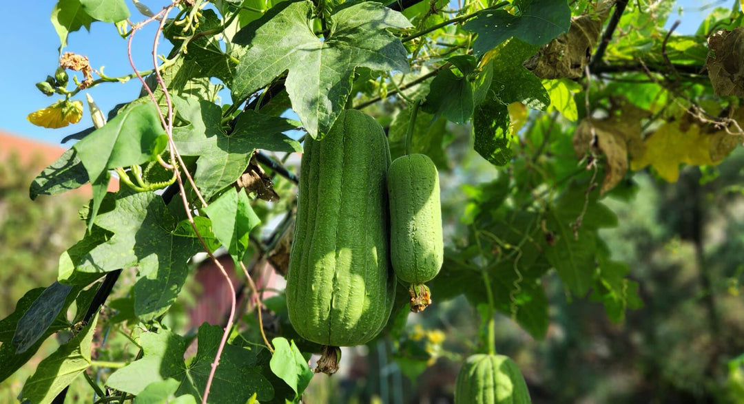 Green Brown Luffa Esmeralda Seeds – Tropical Vine-Heirloom & Non-GMO Seeds for planting