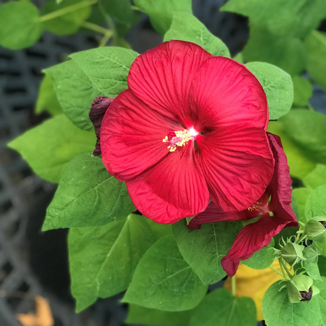dinnerplate hibiscus flower seeds