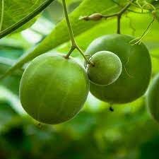 Luo Han Guo Fruit Seeds for Planting