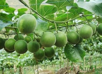 Luo Han Guo Fruit Seeds for Planting