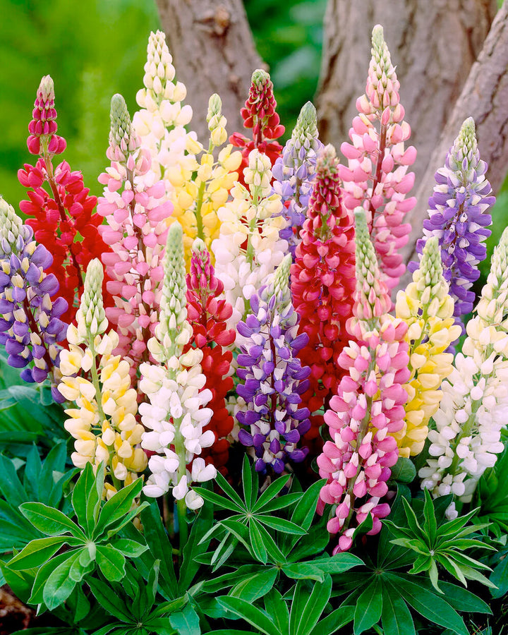 Organic Heirloom Non-GMO Mixed Tutti Frutti Lupine Seeds for Planting – Colorful Blooms, Heirloom Seeds