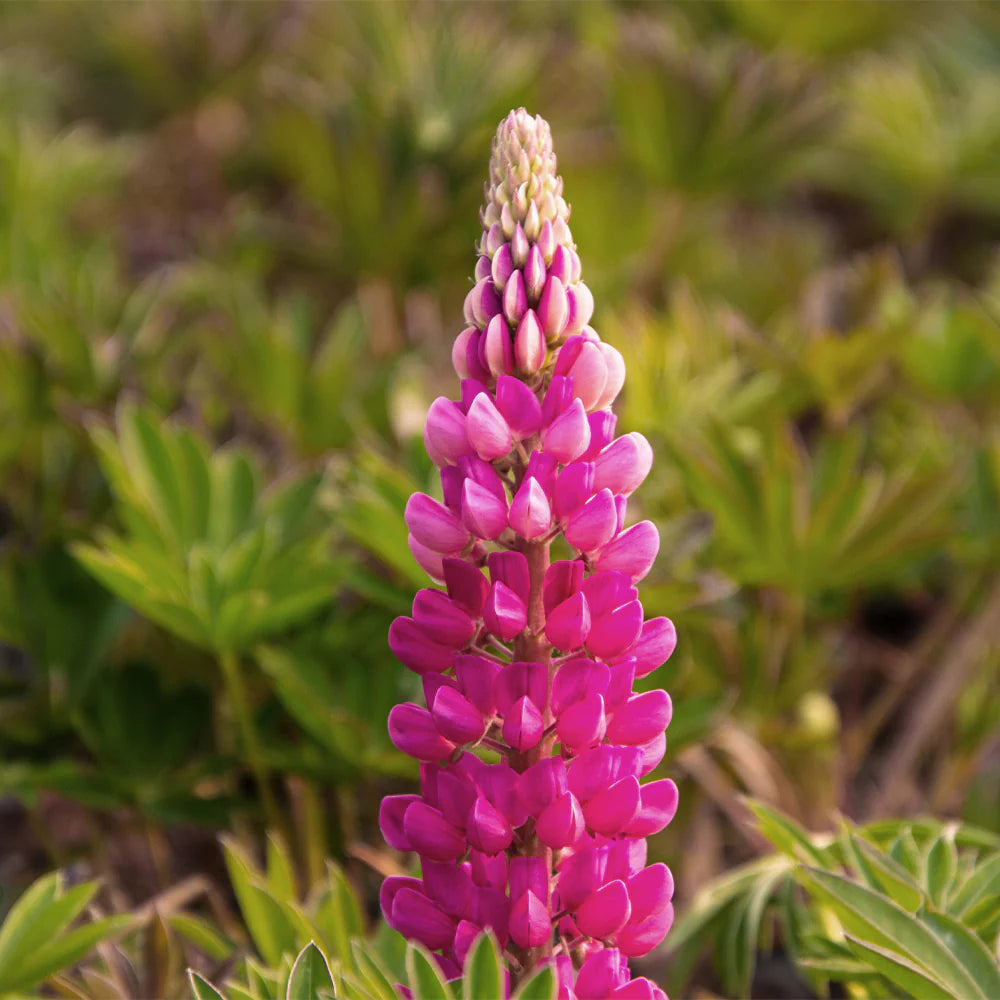 Pink Lupin Blomsterfrø til udplantning, 100 stk