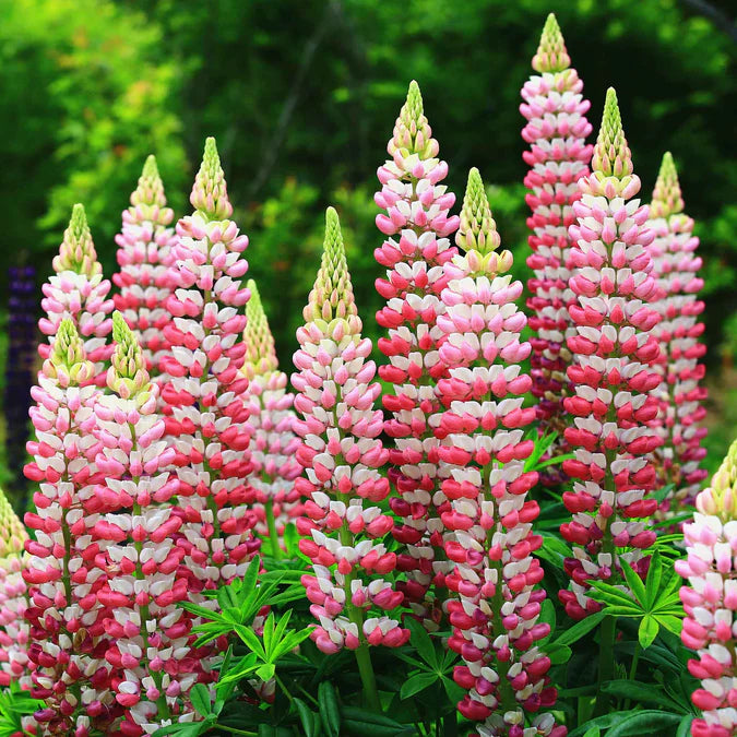 Russell Lupine Chatelaine Flower Seeds for Planting - Vibrant Spikes of Pink & White Blooms