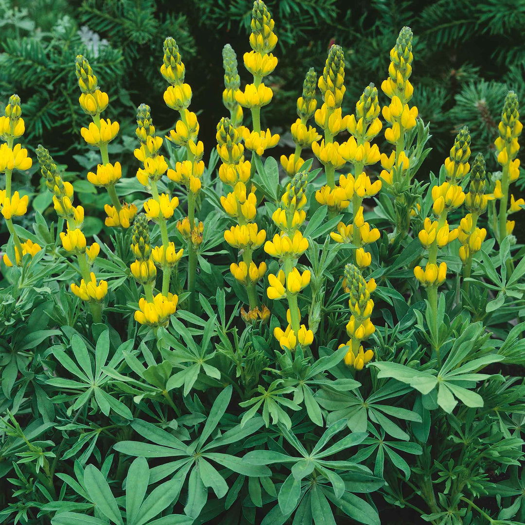 golden yellow flower seeds