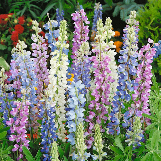 Hartwegii Mix Lupine Flower Seeds for Planting – Vibrant Colors, Heirloom and Non-GMO Garden Seeds