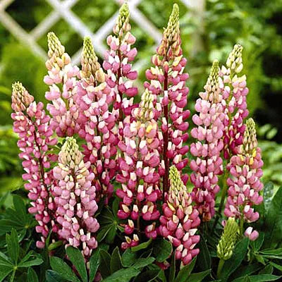 Russell Lupine Chatelaine Flower Seeds for Planting - Vibrant Spikes of Pink & White Blooms