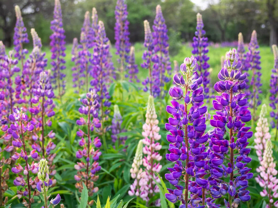 violet yellow flower seeds