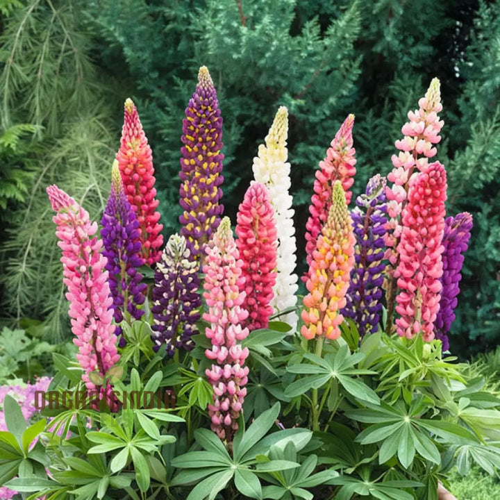 Lupinus Nootkatensis Flower Seeds for Planting - 100 pcs