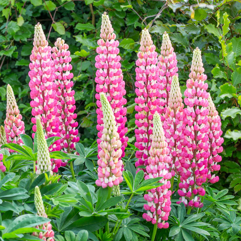 The Chatelaine Pink Lupine Flower Seeds for Planting – Heirloom, Non-GMO, High Germination Garden Seeds