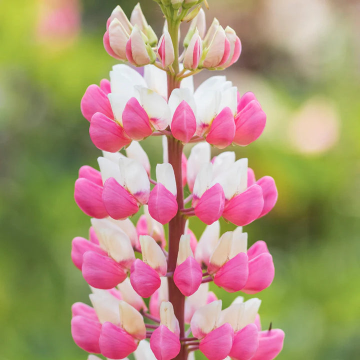 The Chatelaine Pink Lupine Flower Seeds for Planting – Heirloom, Non-GMO, High Germination Garden Seeds