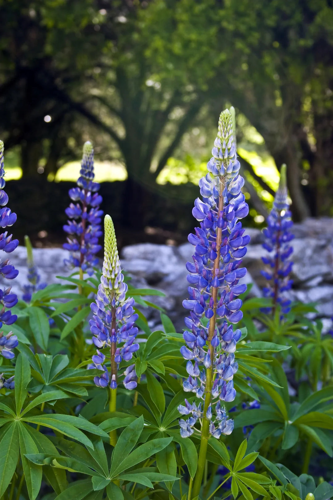 lupine lupinus flower seeds