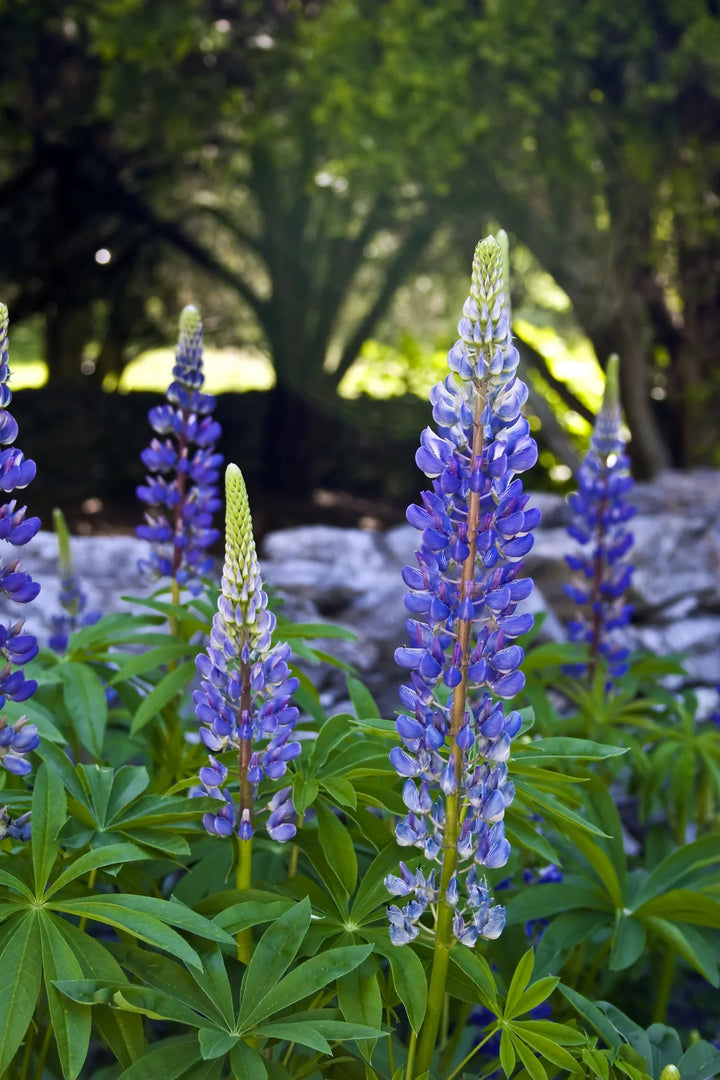 Lupine Lupinus Perennis Flower For Planting In Backyard Flower Beds Or Ornamental Home Gardens