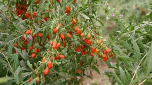 Lush Goji Berry Plant Seeds for Planting
