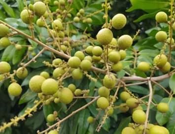 Lush Longan Fruit Seeds