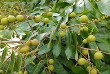 Lush Longan Fruit Seeds