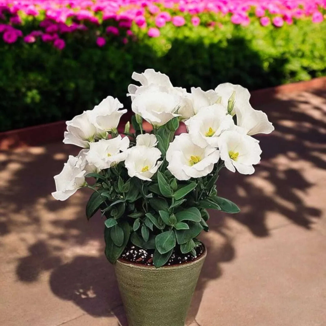 white eustoma flower seeds