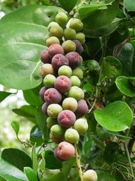Lychee Fruit Seeds