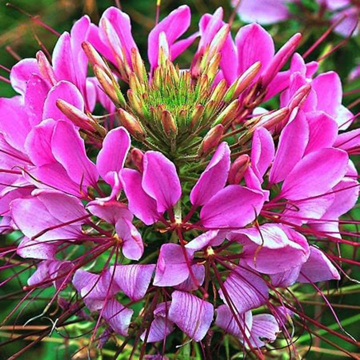 Pink Spiny Spiderflower Seeds for Planting, 100 pcs