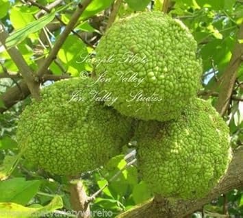 Maclura Pomifera (Osage Orange) Tree Seeds