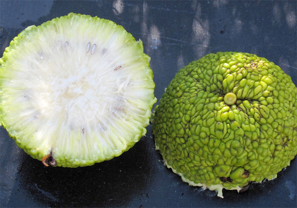 Maclura Pomifera (Osage Orange) Tree Seeds