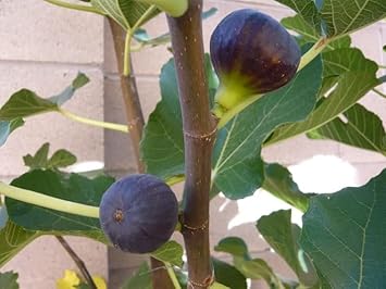 Madeira Fig Fruit Seeds for Planting