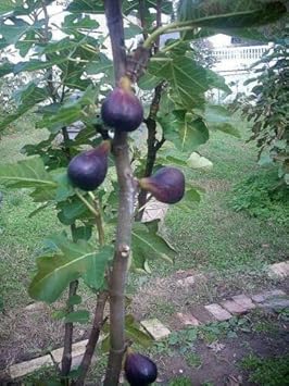 Madeira Fig Fruit Seeds for Planting
