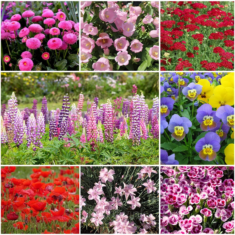 Four Seasons Flower Seeds for Planting Red 100 pcs