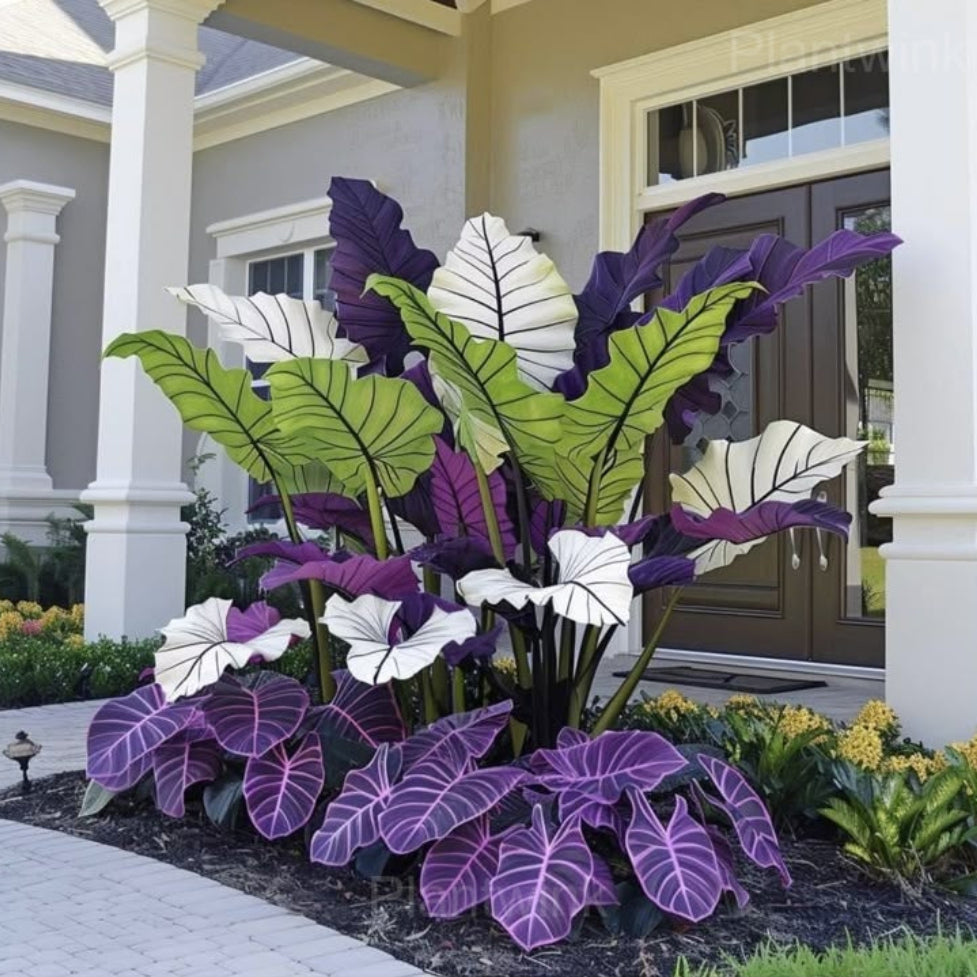 caladium mixed flower seeds