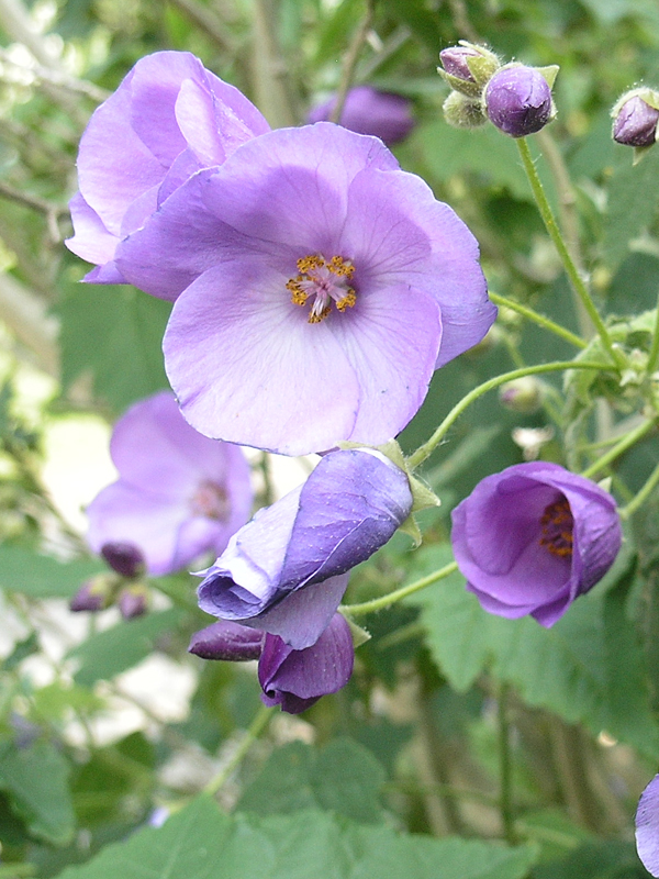 Violet Abutilon blomsterfrø til plantning – 100 stk