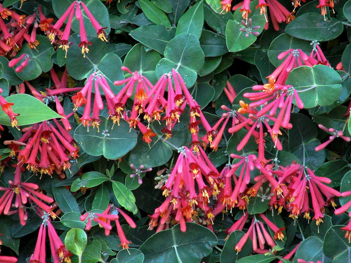 Lonicera Flower Seeds for Planting – Heirloom, Non-GMO Organic Garden Seeds with High Germination