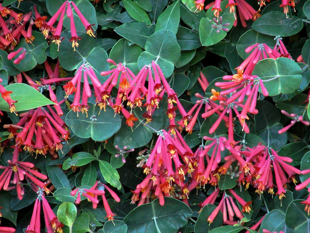 lonicera flower flower seeds