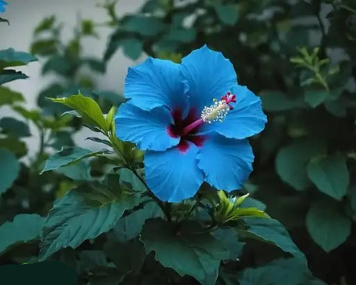 Blue & White Hibiscus Flower Seeds for Planting – Heirloom Non-GMO Organic Garden Seeds, High Germination