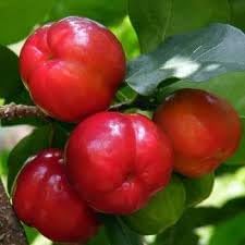 Malpighia Fruit Seeds