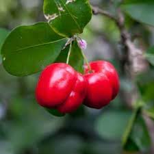 Malpighia Fruit Seeds