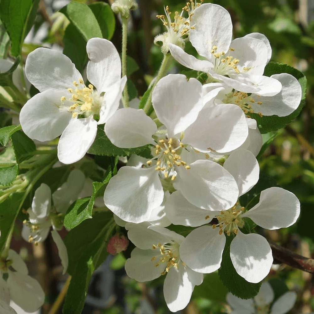 heirloom malus flower seeds