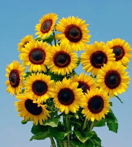Mammoth Sunflower Flower Seeds