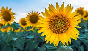 Mammoth Sunflower Flower Seeds
