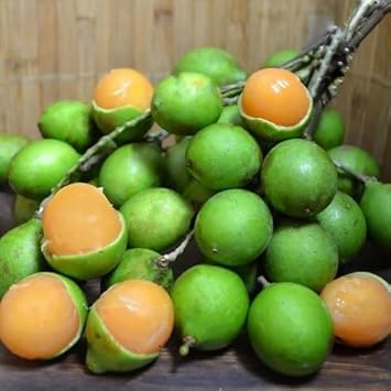 Mamoncillo Fruit Seeds for Planting