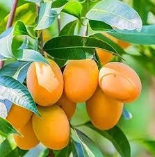 Mango Fruit Seeds for Planting