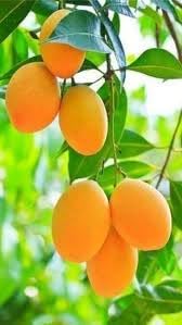 Mango Fruit Seeds for Planting