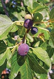 Mangosteen Fruit Seeds for Planting | Heirloom Non-GMO Organic Seeds for Sweet, Tropical Garden Fruits