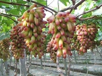 Manicure Finger Grape Fruit Seeds for Planting