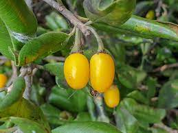 Manilkara Kauk Fruit Seed Collection | Exotic Non-GMO Seeds for Sweet, Tropical Fruits