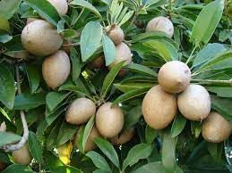 Manilkara Zapota Fruit Seeds for Planting