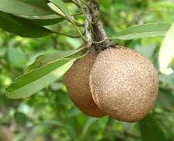 Manilkara Zapota Fruit Seeds for Planting