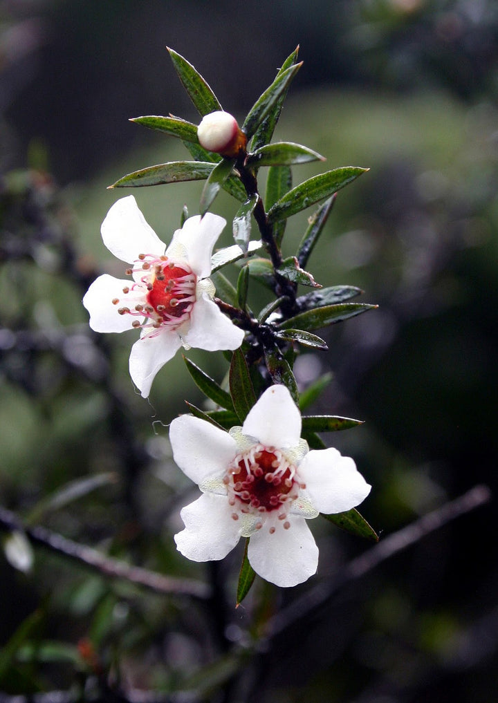Leptospermum Scoparium Flower Seeds – Heirloom Non-GMO Tea Tree Blooms for Garden and Landscape Planting